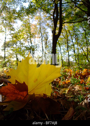 Leaf on ground in forest during autumn season – France Europe