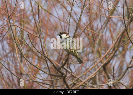 Spanish Sparrow Passer hispaniolensis male perched in bush in Lesvos, Greece in April. Stock Photo