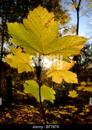 Young plane tree branch and leaves during autumn season - France Europe Stock Photo