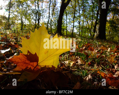 Leaf on ground in forest during autumn season – France Europe