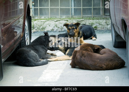 Group of the stray dogs laying at autoparking. Stock Photo