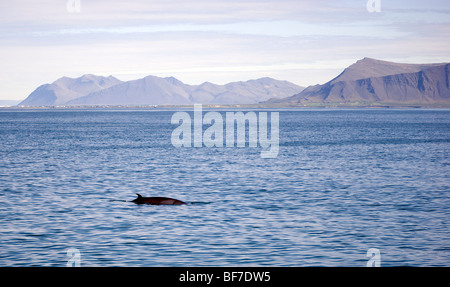 Northern Minke Whale (Balaenoptera acutorostrata), Faxafloi Bay, Iceland Stock Photo