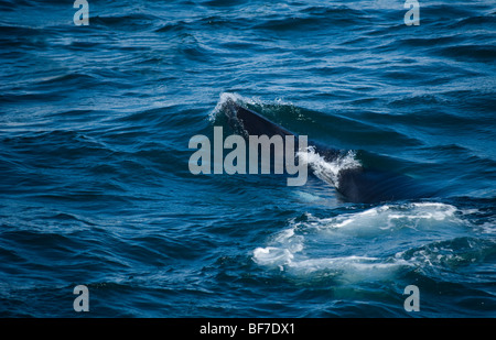 Northern Minke Whale (Balaenoptera acutorostrata), Faxafloi Bay, Iceland Stock Photo