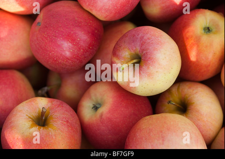 Closeup of red and yellow apples
