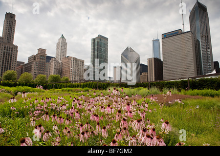 purple cone flower and betony bloom in the Lurie Garden, Millennium Park, Chicago, Illinois, United States of America Stock Photo