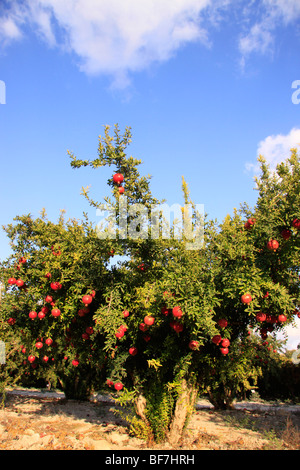 Israel, Shephelah, Pomegranate tree (Punica granatum) in Moshav Lachish Stock Photo