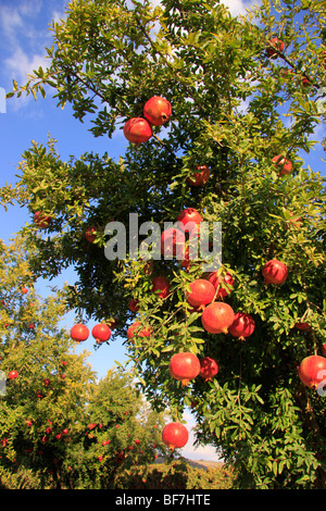 Israel, Shephelah, Pomegranate tree (Punica granatum) in Moshav Lachish Stock Photo