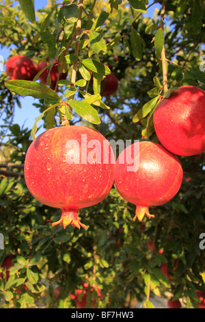 Israel, Shephelah, Pomegranate tree (Punica granatum) in Moshav Lachish Stock Photo