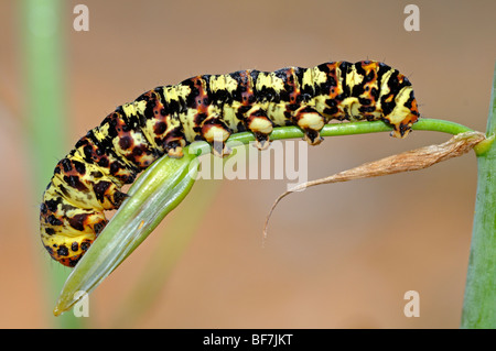 Caterpillar of Cherry spot butterfly, Diaphone eumela, Lily borer species, Namaqualand, South Africa Stock Photo