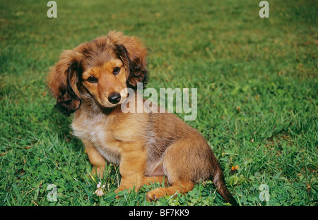 Long-haired Dachshund dog - puppy sitting on meadow Stock Photo