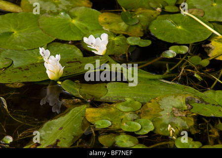 Water Hawthorn or Cape Pondweed in flower, Aponogeton distachyos in pond, South Africa Stock Photo