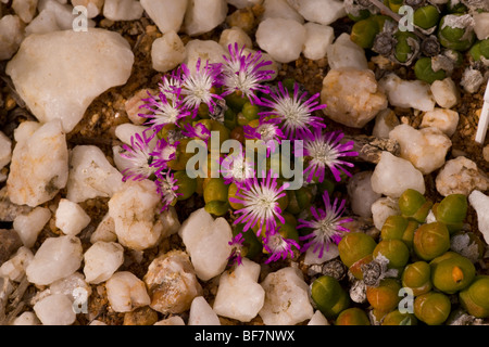 A dwarf pebble flower, Oophytum nanum in the quartz flats of the Namaqua desert, South Africa Stock Photo