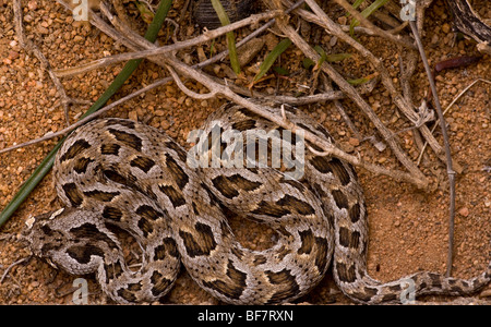 A Many-horned adder Bitis cornuta in the Namaqua desert, South Africa Stock Photo