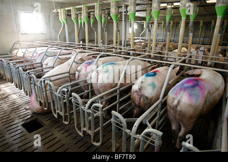 Factory porcine breeding in Brittany Stock Photo