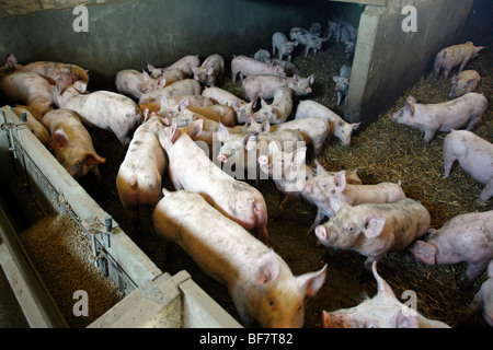 Factory porcine breeding in Brittany Stock Photo