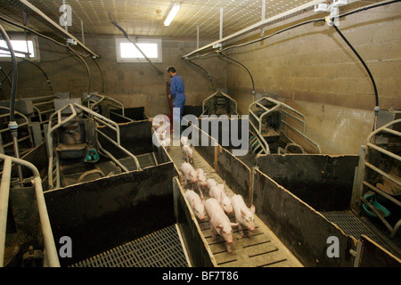 Factory porcine breeding in Brittany Stock Photo