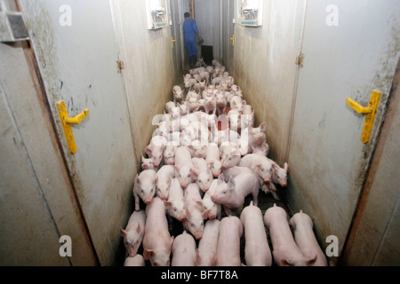 Factory porcine breeding in Brittany Stock Photo