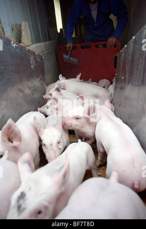 Factory porcine breeding in Brittany Stock Photo