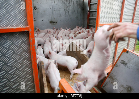 Factory porcine breeding in Brittany Stock Photo