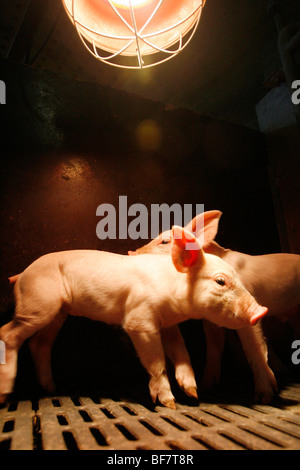 Factory porcine breeding in Brittany Stock Photo