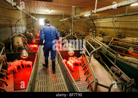 Factory porcine breeding in Brittany Stock Photo