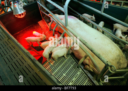 Factory porcine breeding in Brittany Stock Photo