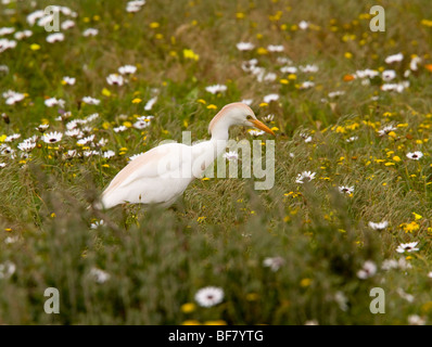 Cattle Egret Bubulcus ibis feeding in flowery pasture, Postberg, West Coast National Park; South Africa Stock Photo