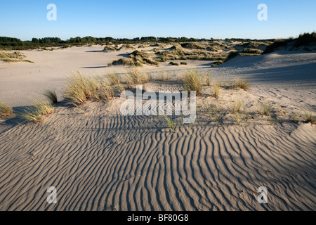 Sand dunes of the Westhoek nature reserve. Stock Photo