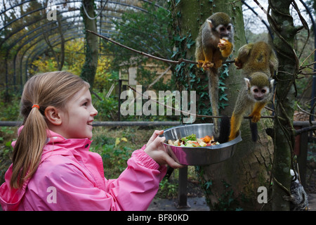 Girl feeding squirrel monkeys during her 'junior keeper for the day' experience at the Lakeland Wildlife Oasis in Cumbria.