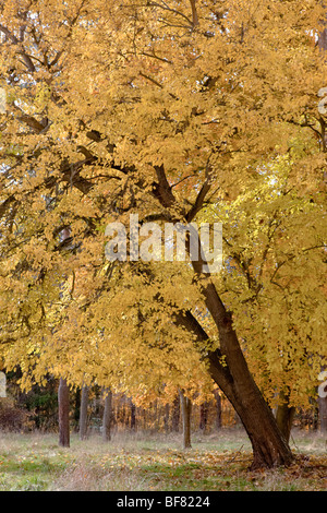 Autumn colors on beautiful American Basswood tree in the Cuyahoga Valley National Park. Stock Photo