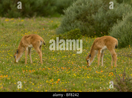 Young Bontebok, Damaliscus pygargus dorcas in Postberg, West coast National Park; South Africa Stock Photo