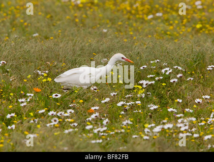 Cattle Egret Bubulcus ibis feeding in flowery pasture, Postberg, West Coast National Park; South Africa Stock Photo