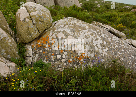 Rhyolite boulders, with lovely lichens, and sunflax flowers (Heliophila ...