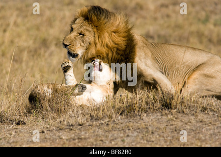 Lions Fighting - Masai Mara National Reserve, Kenya Stock Photo