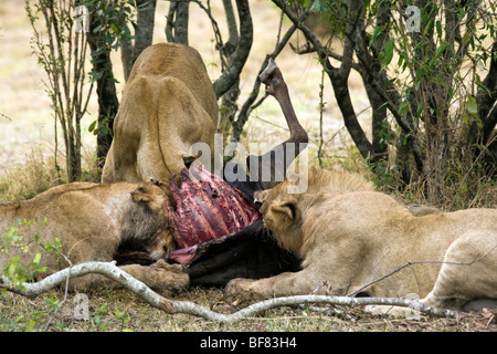 Lions with kill - Masai Mara National Reserve, Kenya Stock Photo