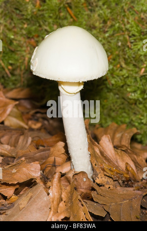 Destroying Angel mushroom (Amanita virosa) which is poisonous Stock Photo