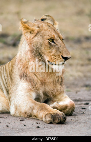 Young Male Lion - Masai Mara National Reserve, Kenya Stock Photo