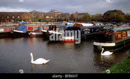 UK, England, Staffordshire, Stoke on Trent, Caldon Canal, swans in Etruria Marina Stock Photo