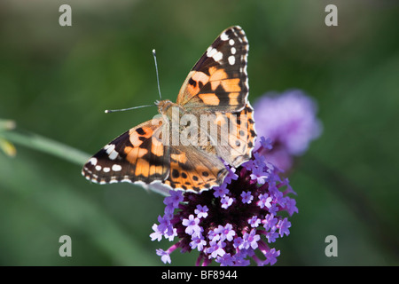 Painted Lady butterfly (vanessa cardui) on buddleia aka the butterfly bush Stock Photo