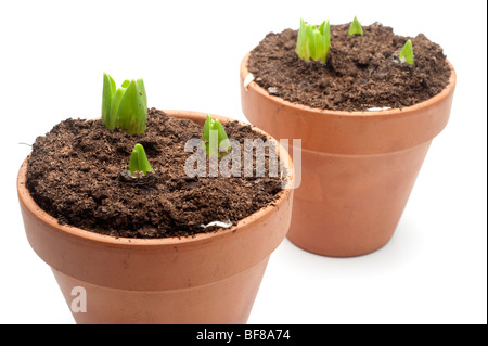 Two terracotta pots filled with Hyacinth bulbs in peat Stock Photo