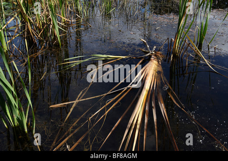 Collapsed and decaying rushes in an ornamental pond Stock Photo
