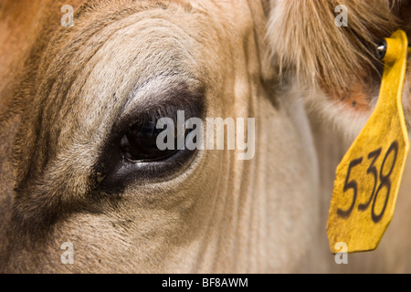 Close up of eye, Jersey cow with ear tag, Stock Photo