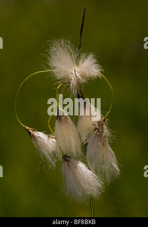 Broad-leaved Cotton-grass Eriophorum latifolium in fen near Cris. Transylvania. Stock Photo