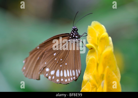 Common Mormon butterfly (Papilio polytes) Stock Photo