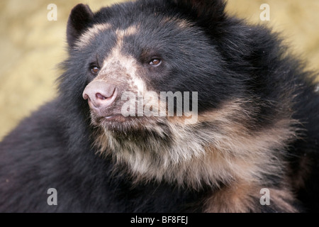 Spectacled bear in Ecuador, South America. Stock Photo