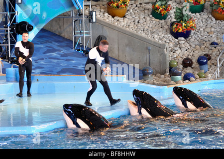 Shamu killer whale show at San Antonio SeaWorld (Texas) - the largest SeaWorld in the U.S. Stock Photo