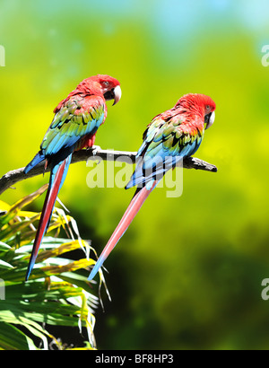 Two colorful macaw parrots perching on a tree branch Stock Photo