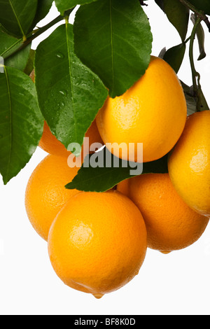 Bunch of fresh oranges hanging against white background. Stock Photo