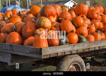 Flatbed truck with freshly picked pumpkins, New York State Stock Photo