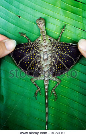 Flying Lizard Draco Volans Agamidae Male With His Gular Flap And Stock Photo Alamy